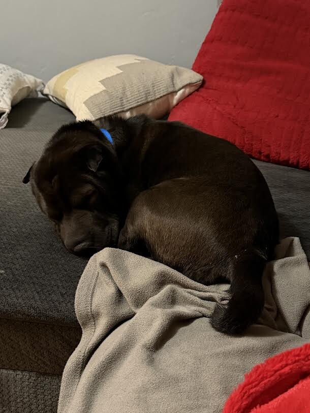 Picture of the Animal Listed